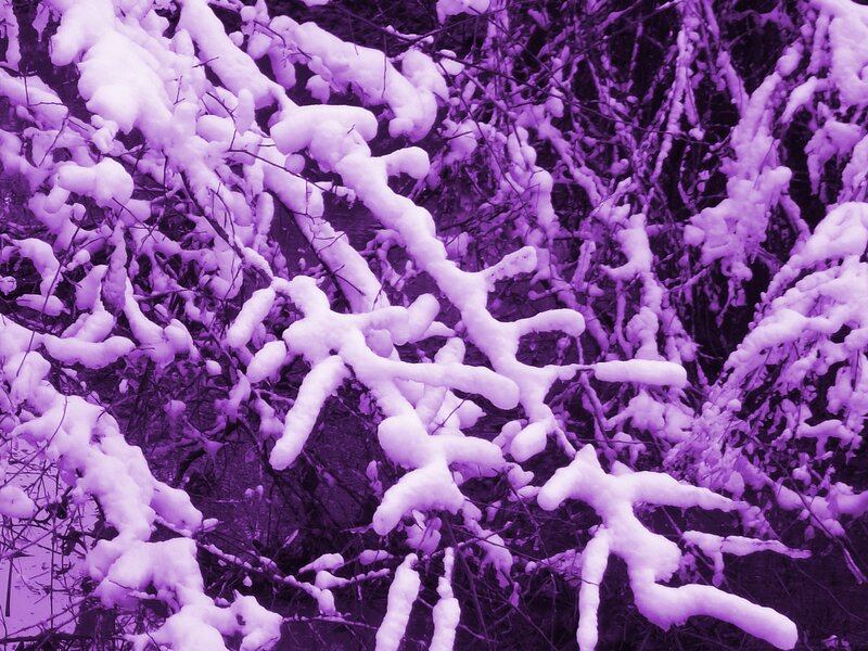 Snow-covered Branches — Purple, Cold