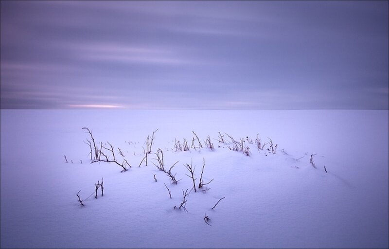 Snow-covered Branches — Purple