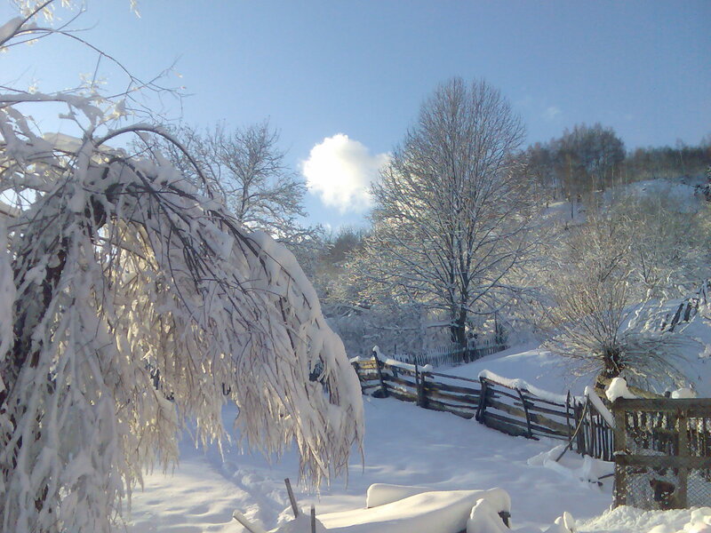 Snow-covered Branches