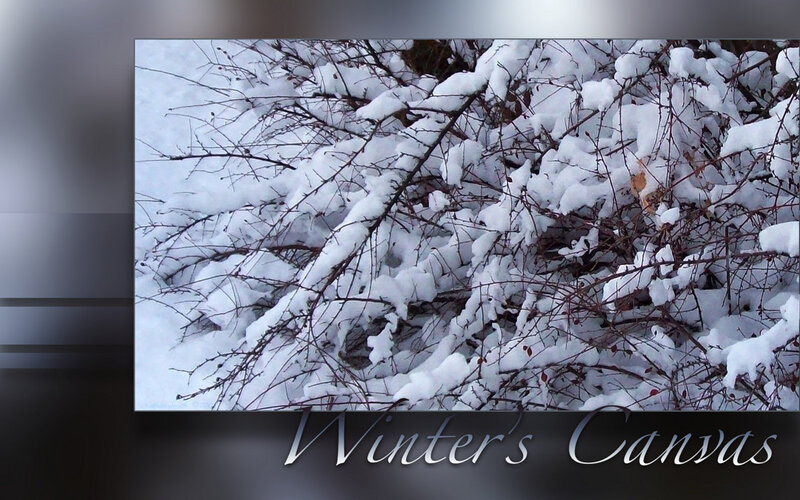 Snow-covered Branches — White, Calm