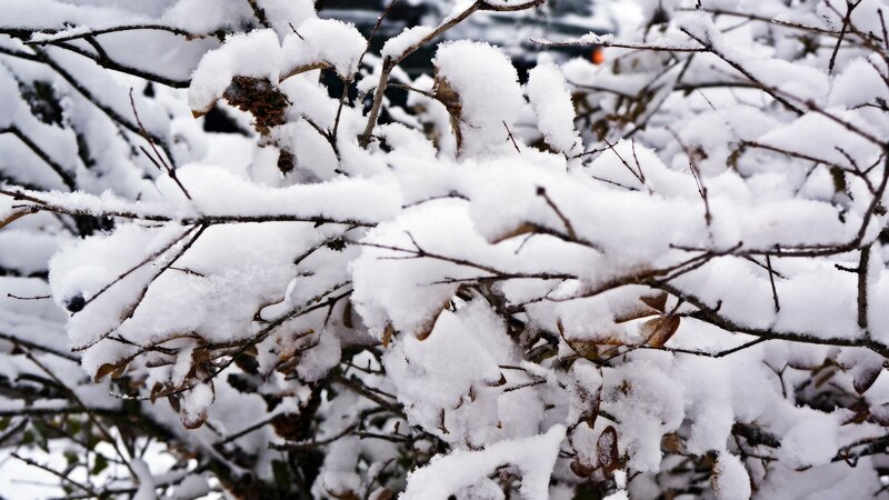 Snow-covered Branches — White, Calm, Winter, Photograph, Snow
