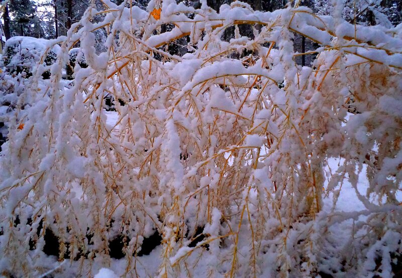 Snow-covered Branches — White, Calm, Winter, Photograph, Snow, Trees