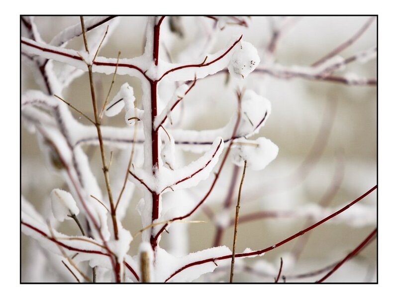 Snow-covered Branches — White, Calm, Winter, Photograph