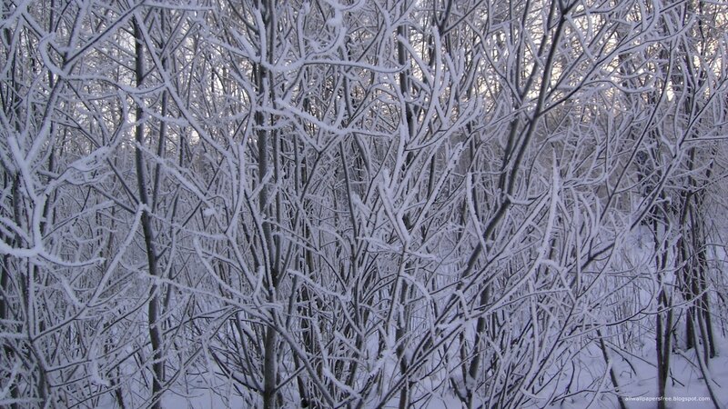 Snow-covered Branches — White, Calm, Winter, Photograph, Trees, Snow, Sky