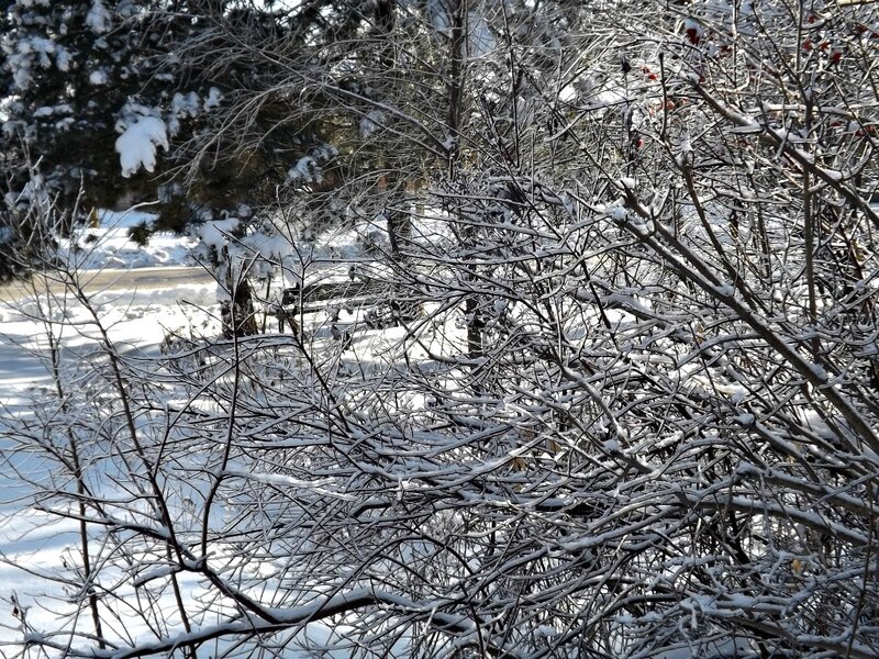 Snow-covered Branches — White, Calm, Winter, Photograph, Trees