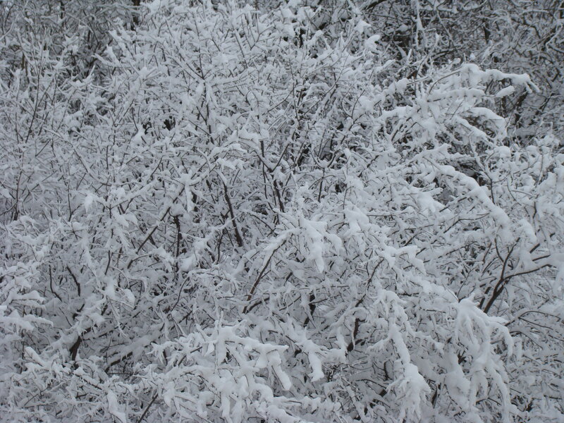 Snow-covered Branches — White, Calm, Winter