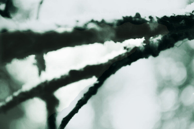 Snow-covered Branches — White, Cold, Winter, Photograph, Snow
