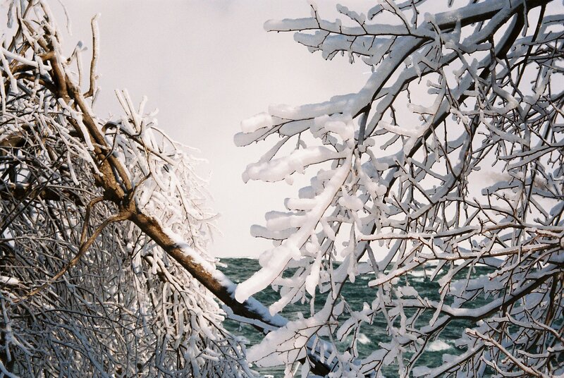 Snow-covered Branches — White, Cold, Winter, Photograph