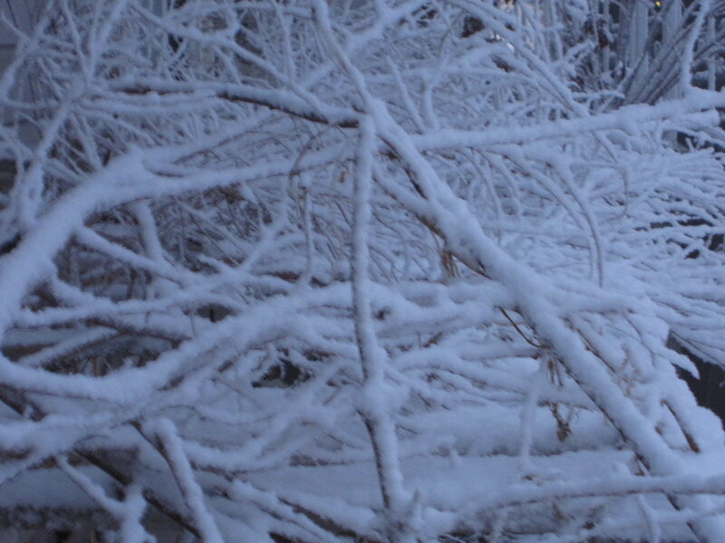 Snow-covered Branches — White, Cold, Winter