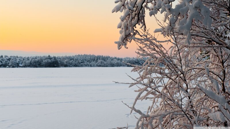Snow-covered Branches — White, Serene, Sunset