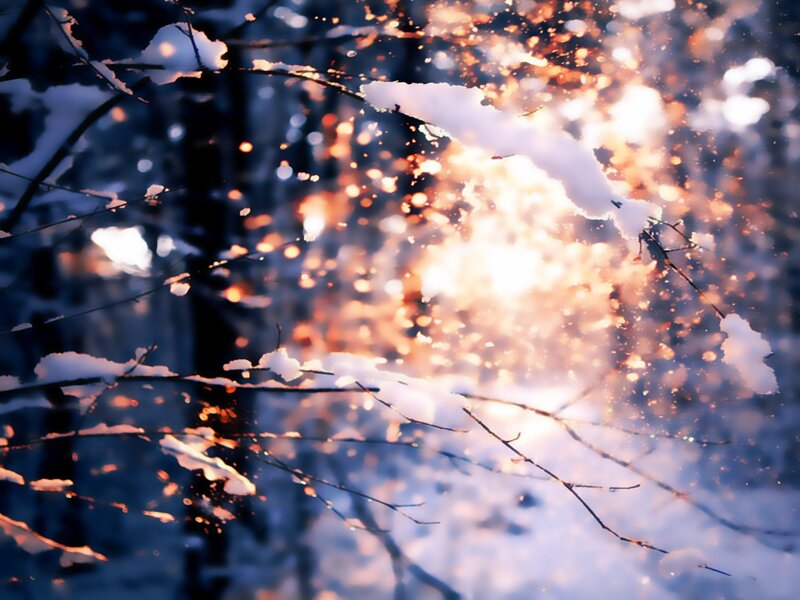 Snow-covered Branches — White, Serene