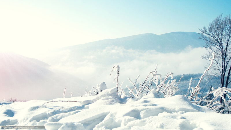 Snow-covered Branches — White, Serene, Winter, Photograph, Mountains