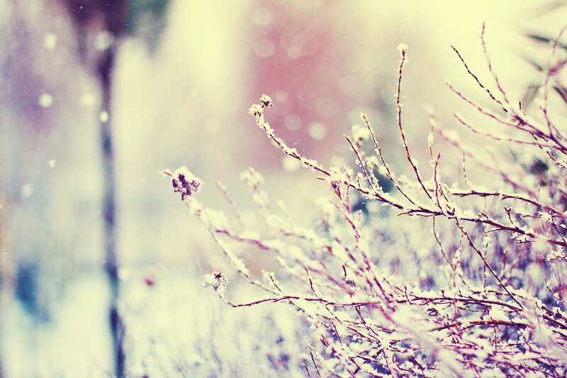Snow-covered Branches — White, Serene, Winter, Photograph, Snow, Bokeh, Purple, Brown