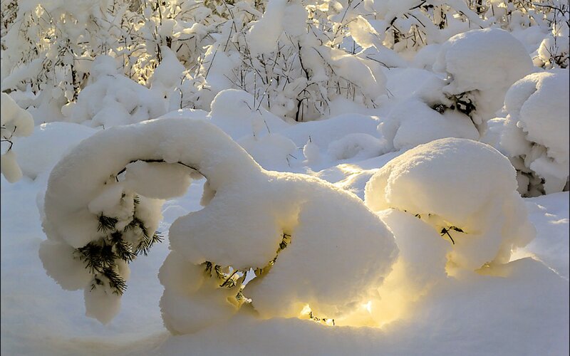 Snow-covered Branches — White, Serene, Winter, Photograph, Snow, Sunlight