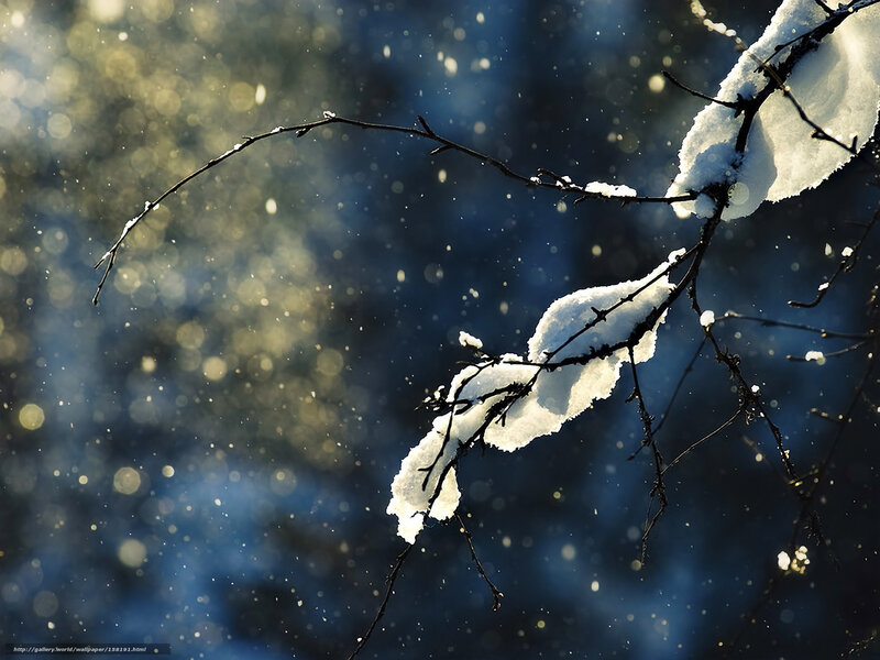 Snow-covered Branches — White, Serene, Winter, Photograph, Snow