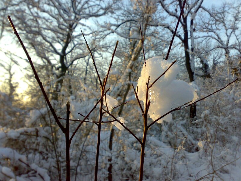 Snow-covered Branches — White, Serene, Winter, Photograph, Snow, Trees, Sunlight