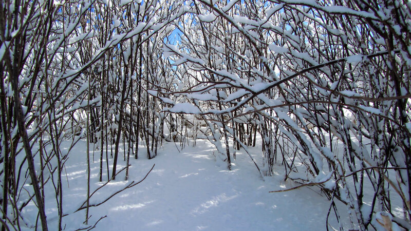 Snow-covered Branches — White, Serene, Winter, Photograph, Snow, Trees