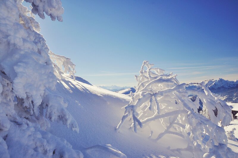 Snow-covered Branches — White, Serene, Winter, Photograph