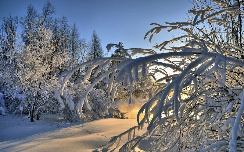 Snow-covered Branches — White, Serene, Winter, Photograph, Trees, Snow