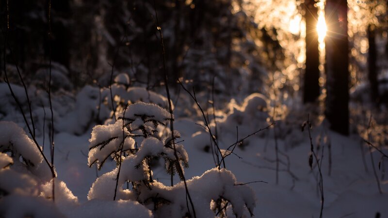 Snow-covered Branches — White, Serene, Winter, Photograph, Trees, Sunlight