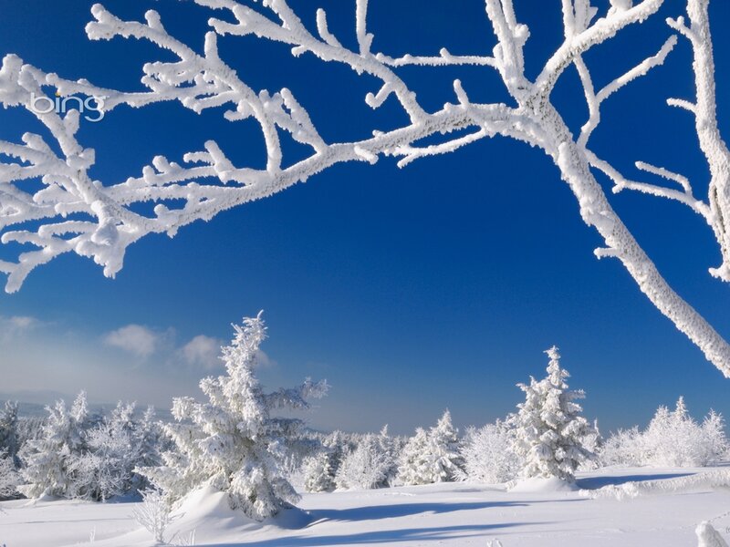 Snow-covered Branches — White, Serene, Winter, Photograph, Trees