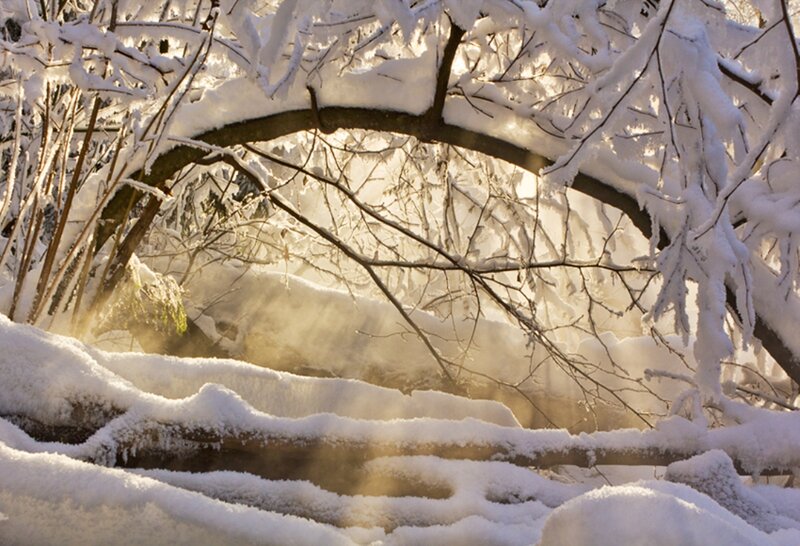 Snow-covered Branches — White, Serene, Winter