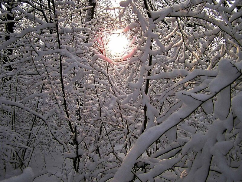 Snow-covered Branches — White