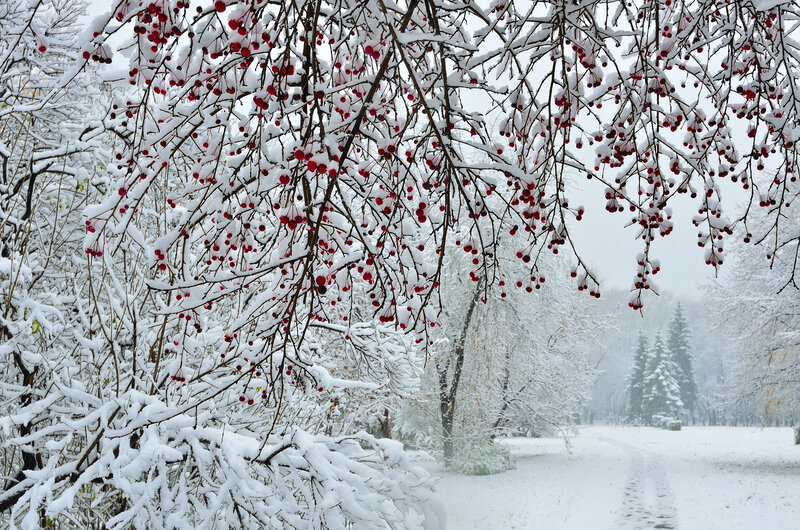Snow-covered Branches with Berries — White, Serene