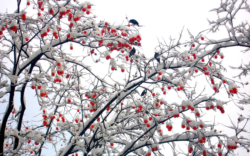 Snow-covered Branches with Berries — White