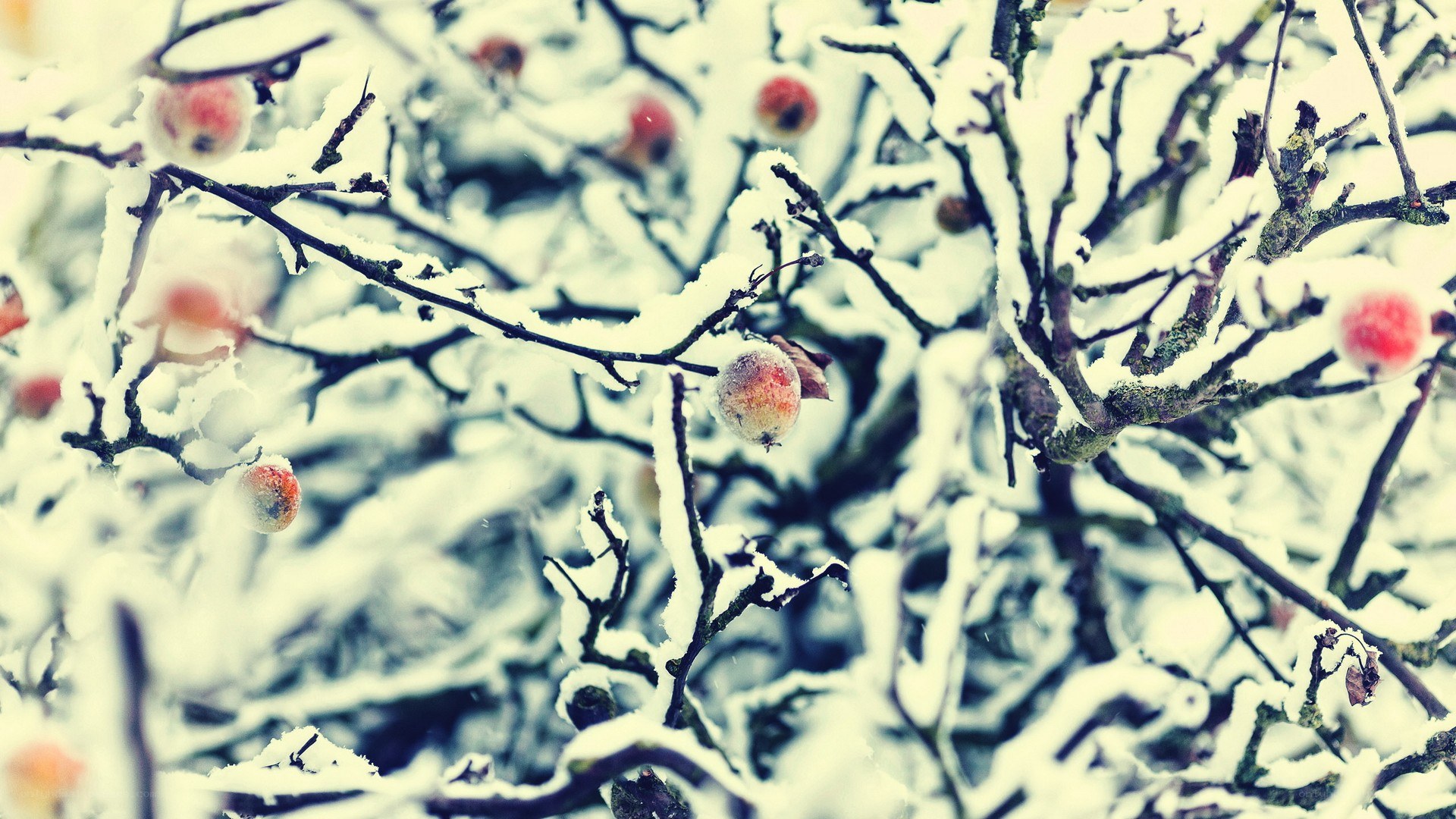 Snow-covered branches with berries
