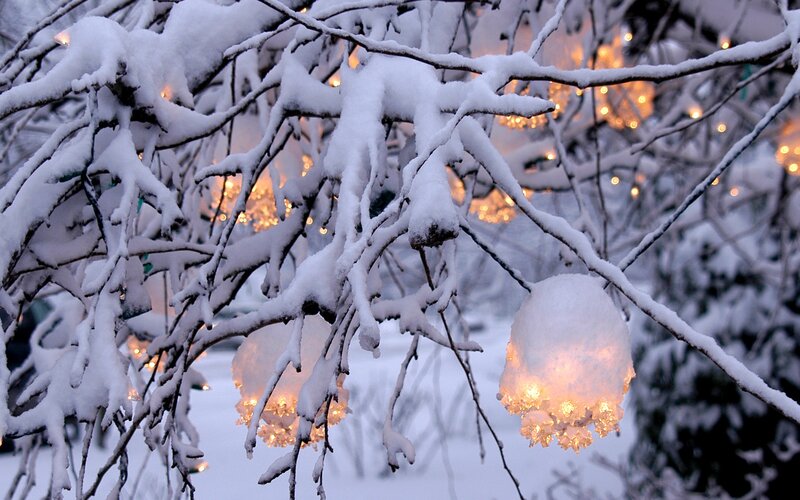 Snow-covered branches with lights