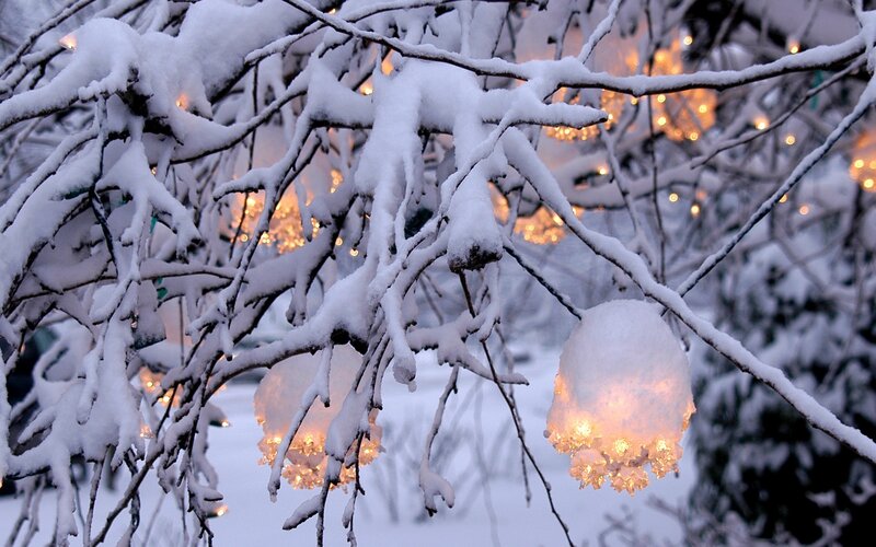Snow-covered Branches with Lights — White, Serene