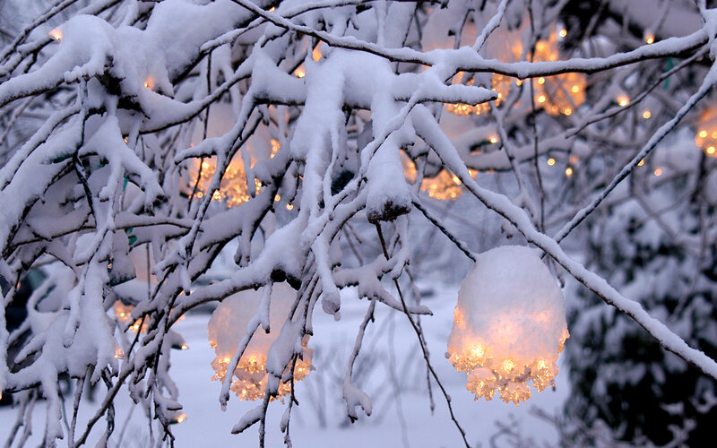 Snow-covered Branches with Lights — White