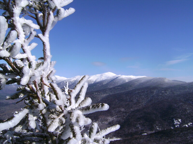 Snow-covered branches with mountain view