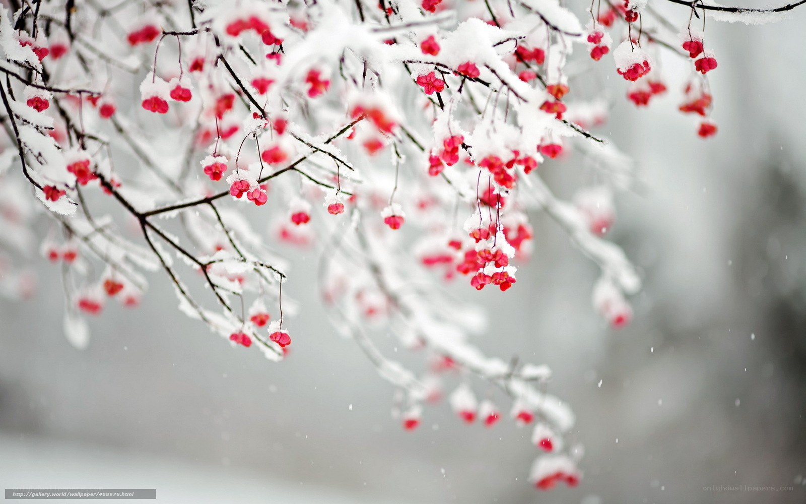 Snow-covered branches with red berries