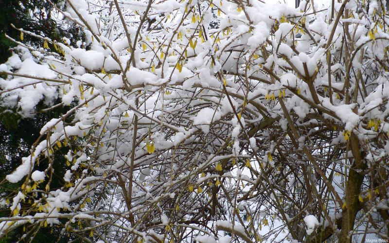 Snow-covered branches with yellow flowers