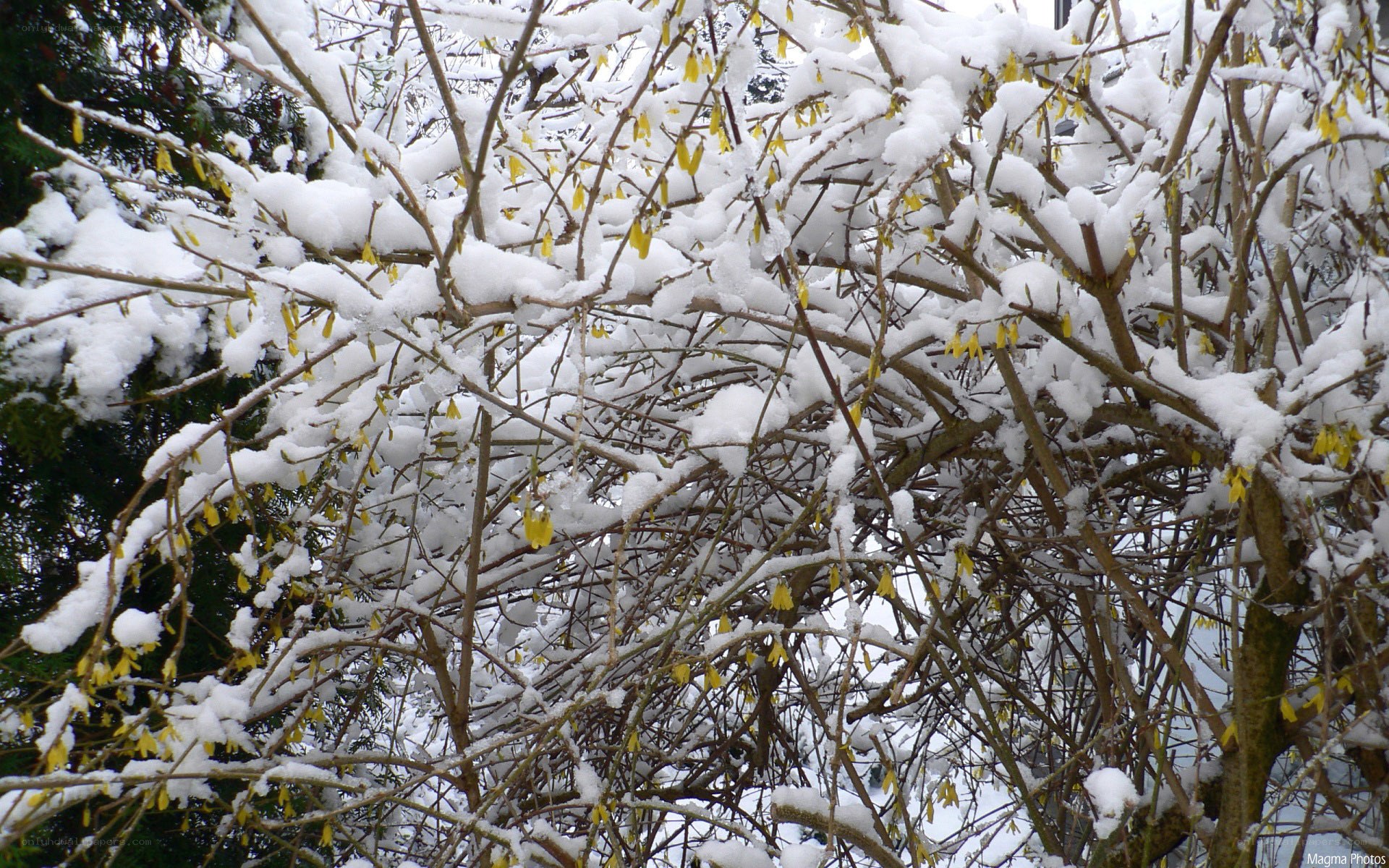 Snow-covered branches with yellow flowers