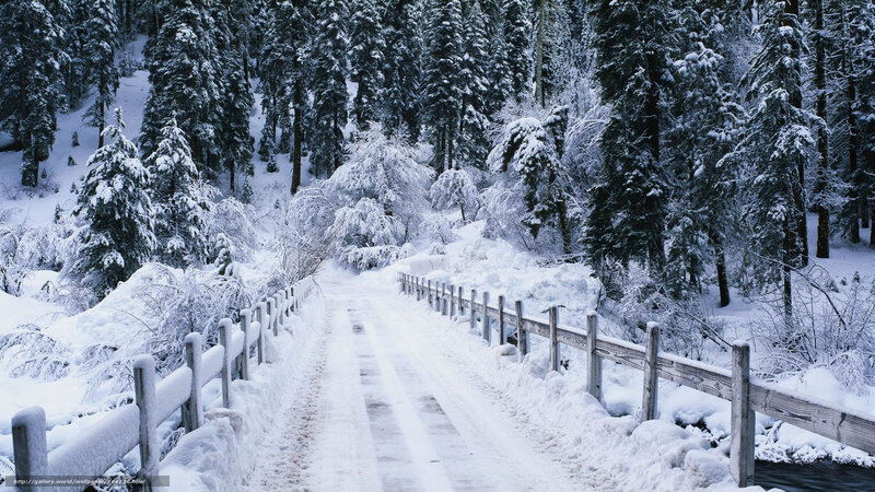 Snow-covered Bridge in Forest — White, Serene, Winter, Photograph, Trees, Fence