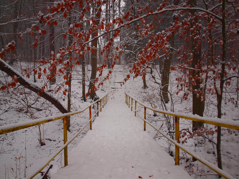 Snow-covered Bridge in Forest — White, Serene, Winter, Photograph, Trees, Railing