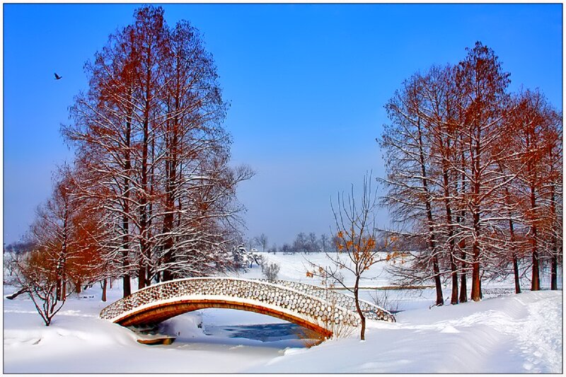 Snow-covered Bridge in Park — Blue, Serene