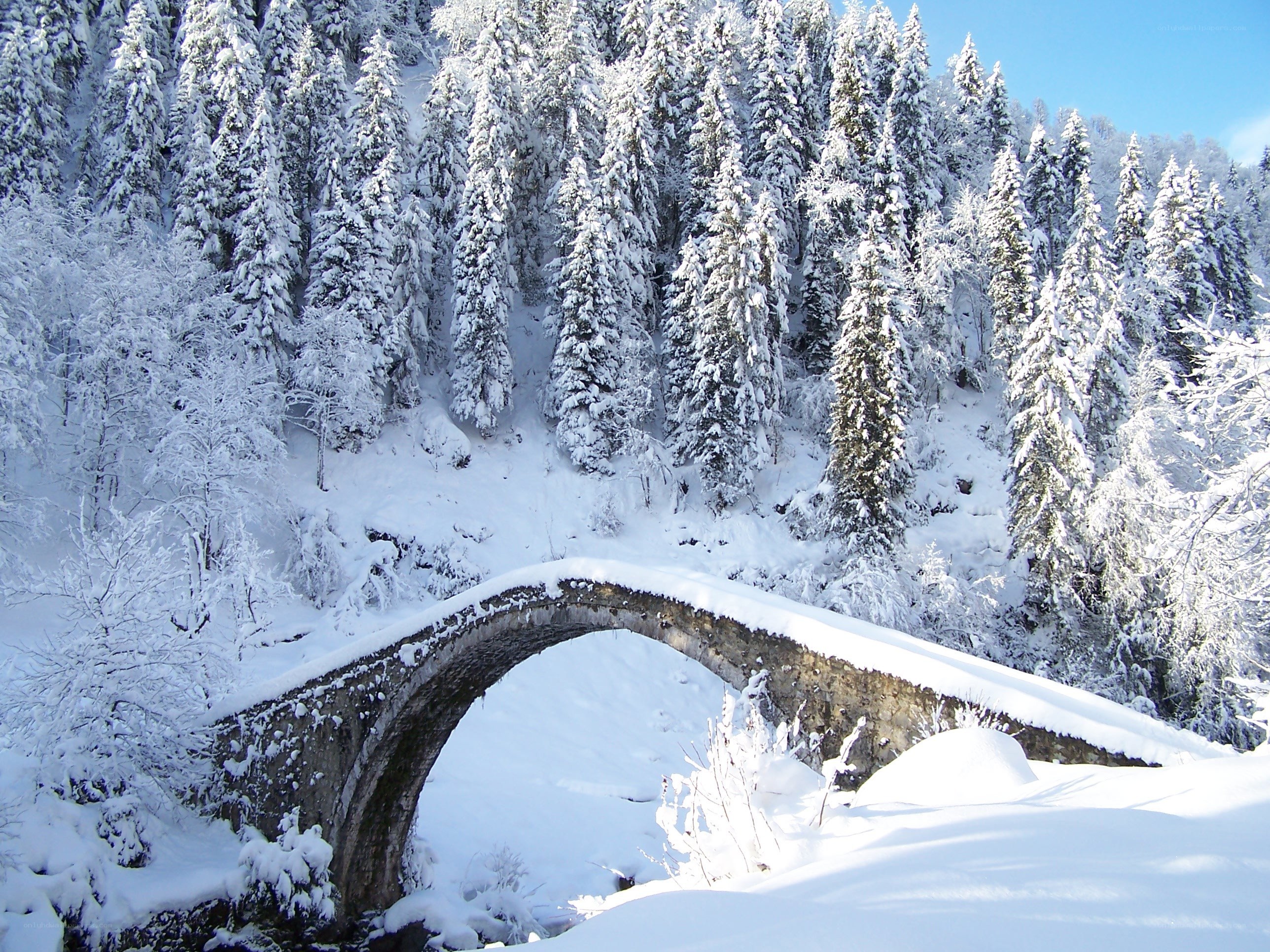 Snow-covered bridge in winter forest