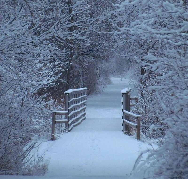 Snow-covered Bridge — White, Serene, Winter, Photograph, Trees, Path
