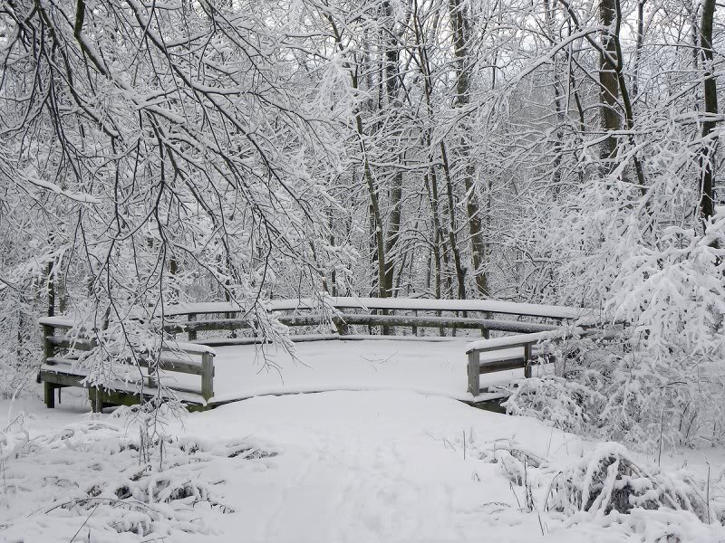 Snow-covered Bridge — White, Serene, Winter, Photograph, Trees