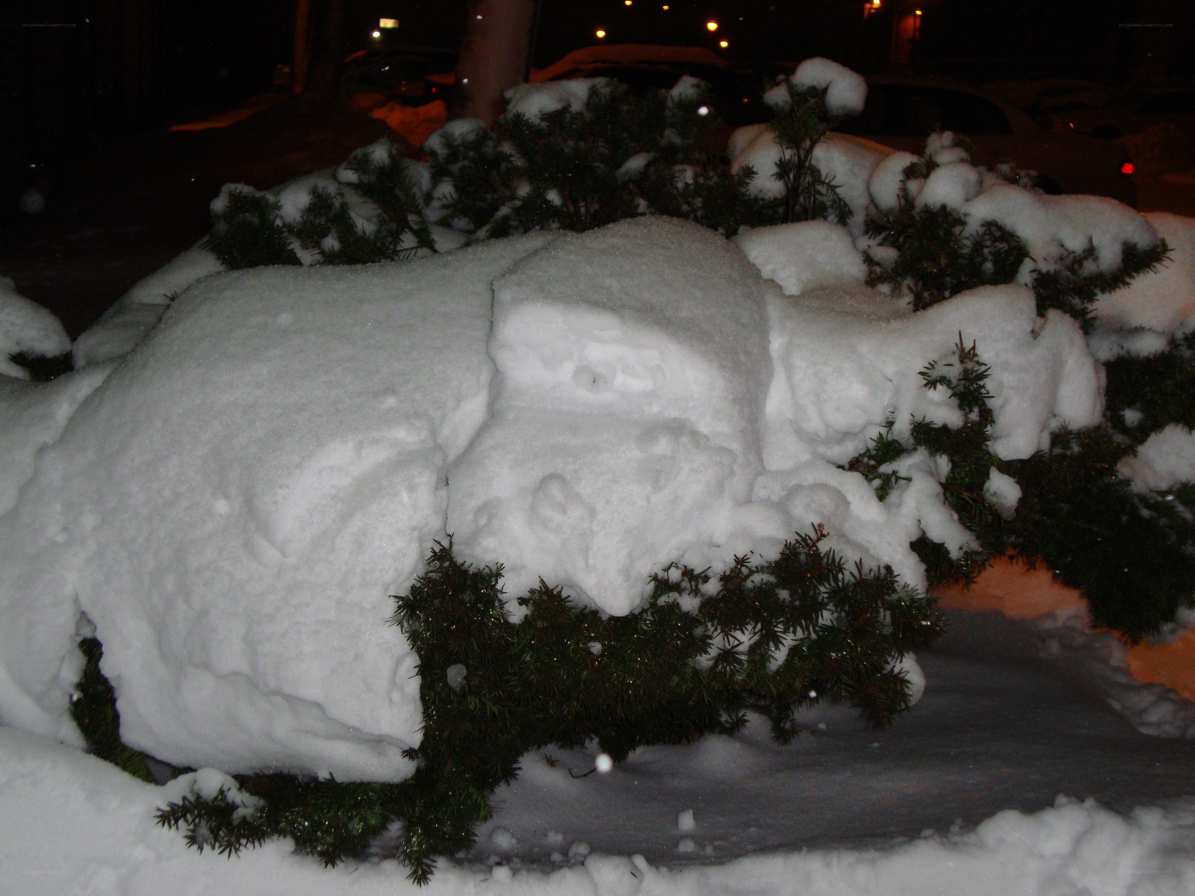 snow-covered bush at night