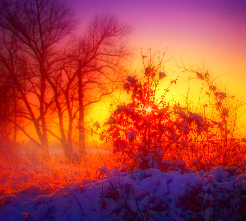 Snow-covered Bush at Sunrise