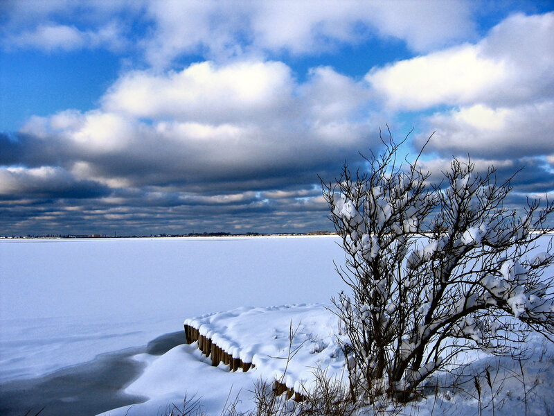 Snow-covered Bush by Lake