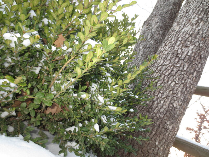 Snow-covered Bush — Green, Calm