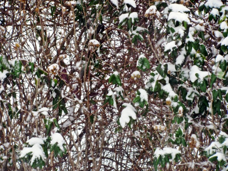 Snow-covered Bush — Green