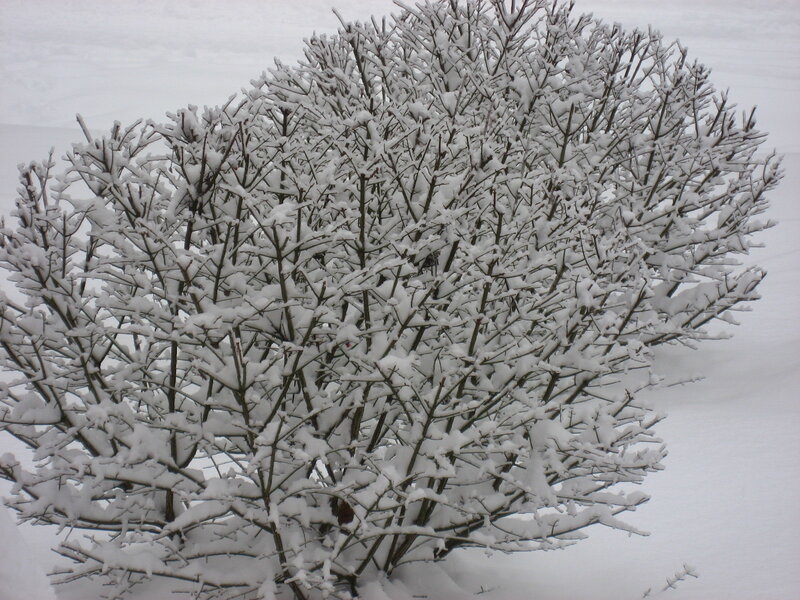 Snow-covered bush in winter