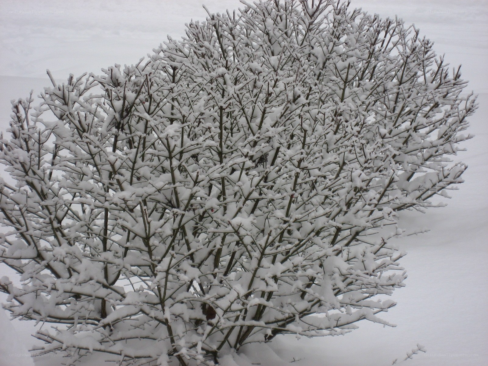 Snow-covered bush in winter